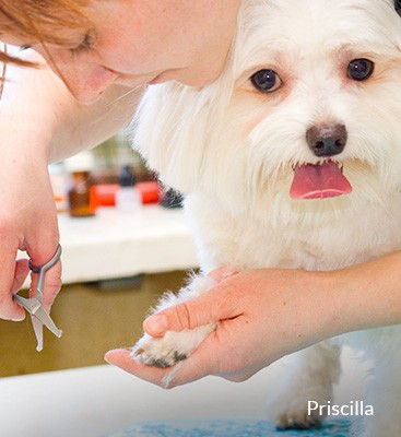 Pet Grooming | Town & Country Veterinarians | Gainesville, FL